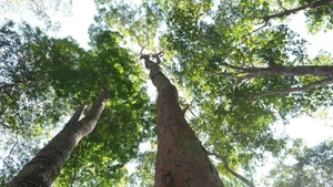 Vietnam impulsa la economía forestal sostenible como motor de prosperidad local. Foto ilustrativa: VNA