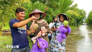 Turistas disfrutan de la experiencia de recoger mangos en los huertos de la comuna de Cam Lam, en Khanh Hoa. (Foto: VNA)