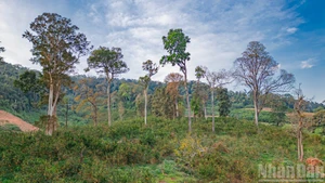 [Foto] Temporada dorada de la agricultura orgánica bajo el dosel forestal de Mang Den