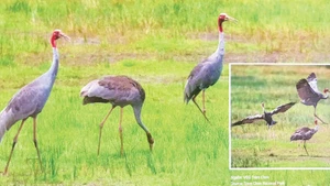 Grullas de cabeza roja en el Parque Nacional Tram Chim. (Foto: Parque Nacional Tram Chim)