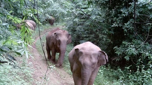 Vista de la manada de elefantes de la provincia de Dong Nai a través de cámaras trampa de Humane World for Animals. (Foto: VNA)