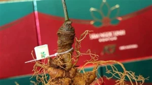 Ginseng Ngoc Linh. (Foto: VNA)