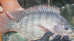 Foto de ilustración. (Foto: VASEP)