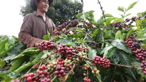 Las exportaciones de café de Vietnam alcanzan un nivel histórico en los primeros siete meses de 2025. (Foto: VNA)