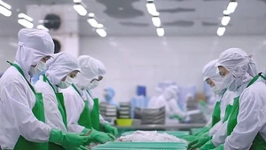 Procesamiento de camarones para exportación en el Delta del Mekong. (Foto: qdnd.vn)