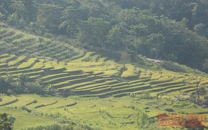 En el medio del valle de Dien Bien, los visitantes pueden admirar los arrozales en terrazas en Ta Leng como una suave seda dorada hasta el fondo de las nubes. (Fotografía: Nhan Dan)