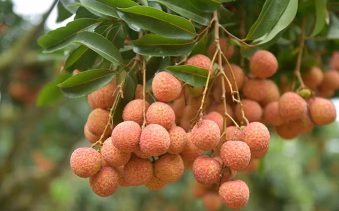 El lichi de Luc Ngan de la provincia vietnamita de Bac Giang. (Fotografía: VNA)