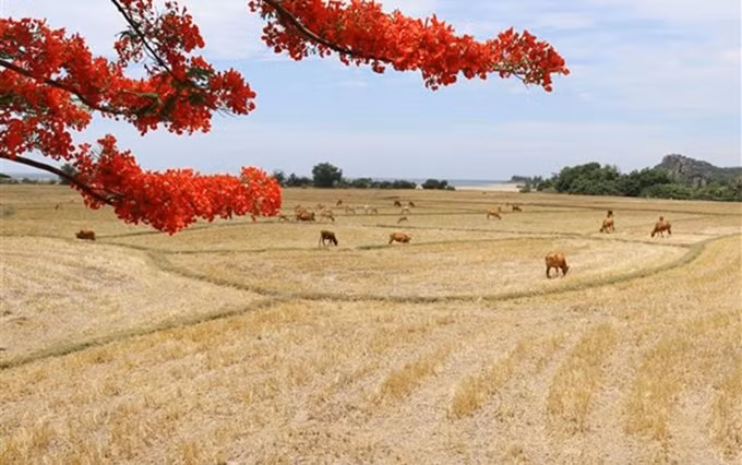 Reserva de la Biosfera de Nui Chua en la provincia vietnamita de Ninh Thuan. (Fotografía: VNA)