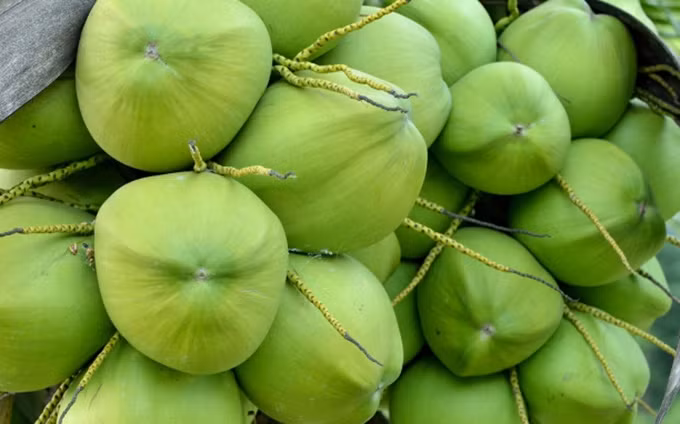 Fuerte aumento de exportaciones de coco vietnamita a Tailandia en 2020 