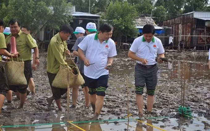 Los delegados asistieron a la plantación de manglares en Ca Mau. (Fotografía: VNA)
