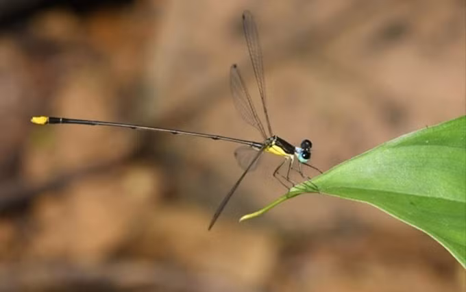 El caballito del diablo ‘Coeliccia natgeo’. (Fotografía: nongnghiep.vn)