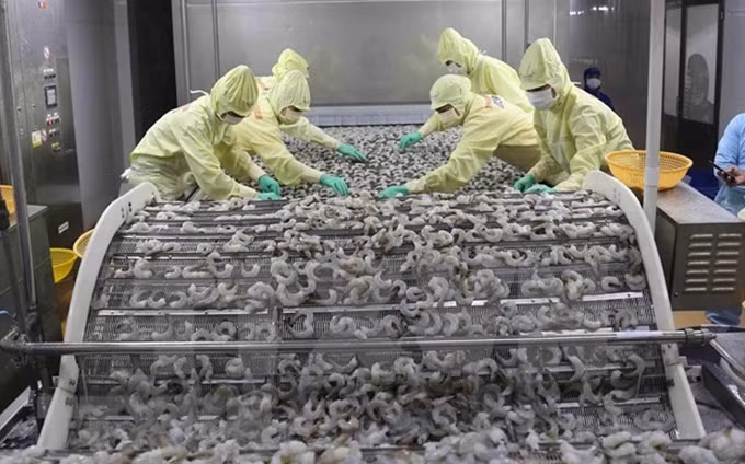 Procesamiento de camarones de Vietnam para exportación (Fotografía: VNA)