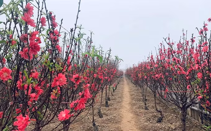 La aldea de Phu Thuong ha ganado fama por sus melocotoneros con flores grandes con colores vibrantes. (Fotografía: VNA)