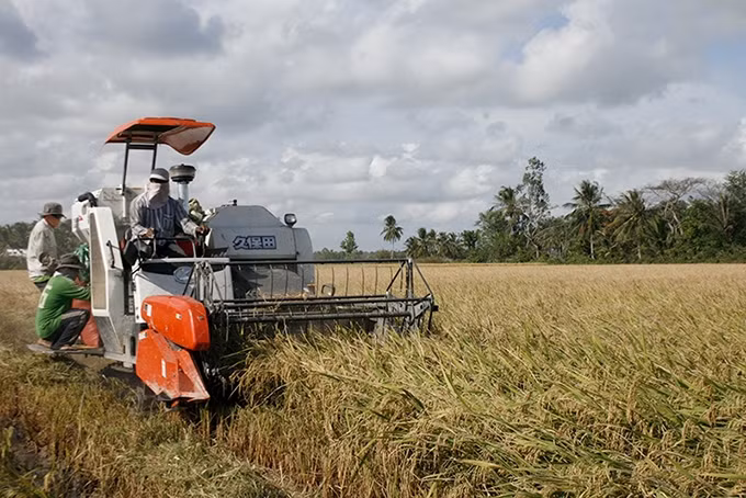 Agricultores en el distrito de Thoi Lai, ciudad de Can Tho, cosechan arroz de alta calidad. (Fotografía: Thanh Tam)