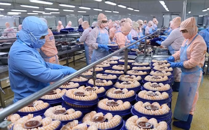 Una fábrica de procesamiento de camarones en la provincia de Hau Giang (Fotografía: VNA)