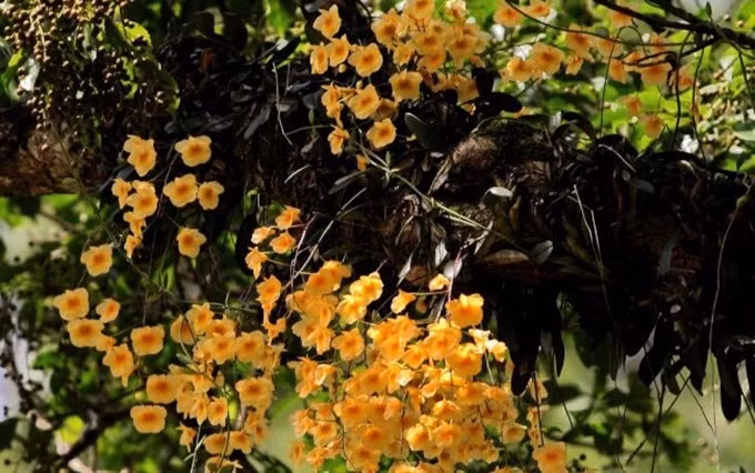 La gruesa cubierta del bosque de Pu Luong crea condiciones favorables para el desarrollo de la flora. (Fotogragía: VNP)