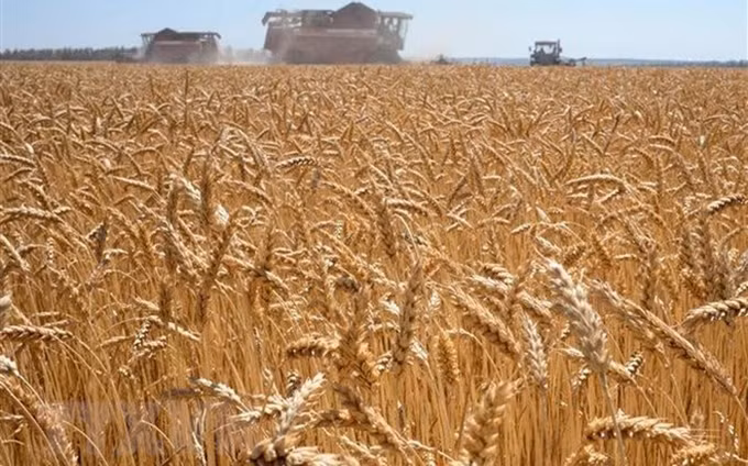 Un campo de trigo en Karpenkovo, Rusia. (Foto: AFP/VNA)