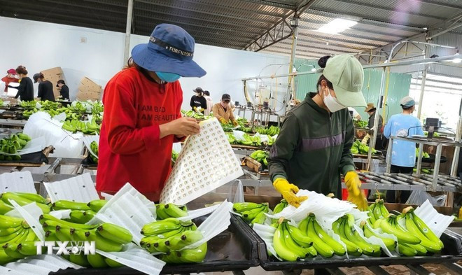 Vietnam trabaja por ampliar sus mercados de exportación mediante el establecimiento de códigos de área de plantación. (Foto: VNA)