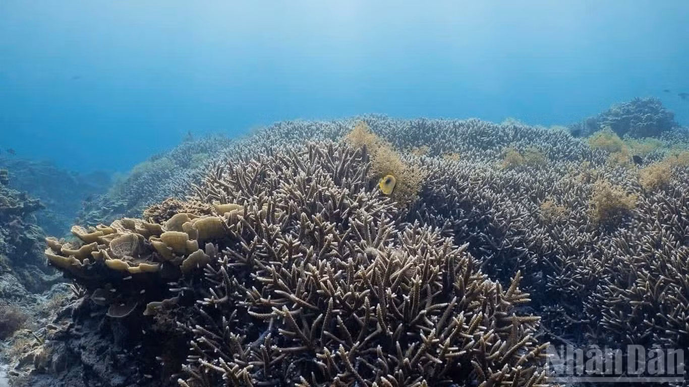 Una de las características especiales de Bai Can es la poca profundidad de sus aguas. El visitante solo necesita una careta y un tubo de snorkel para admirar de cerca los impresionantes arrecifes de coral y la abundante vida submarina.