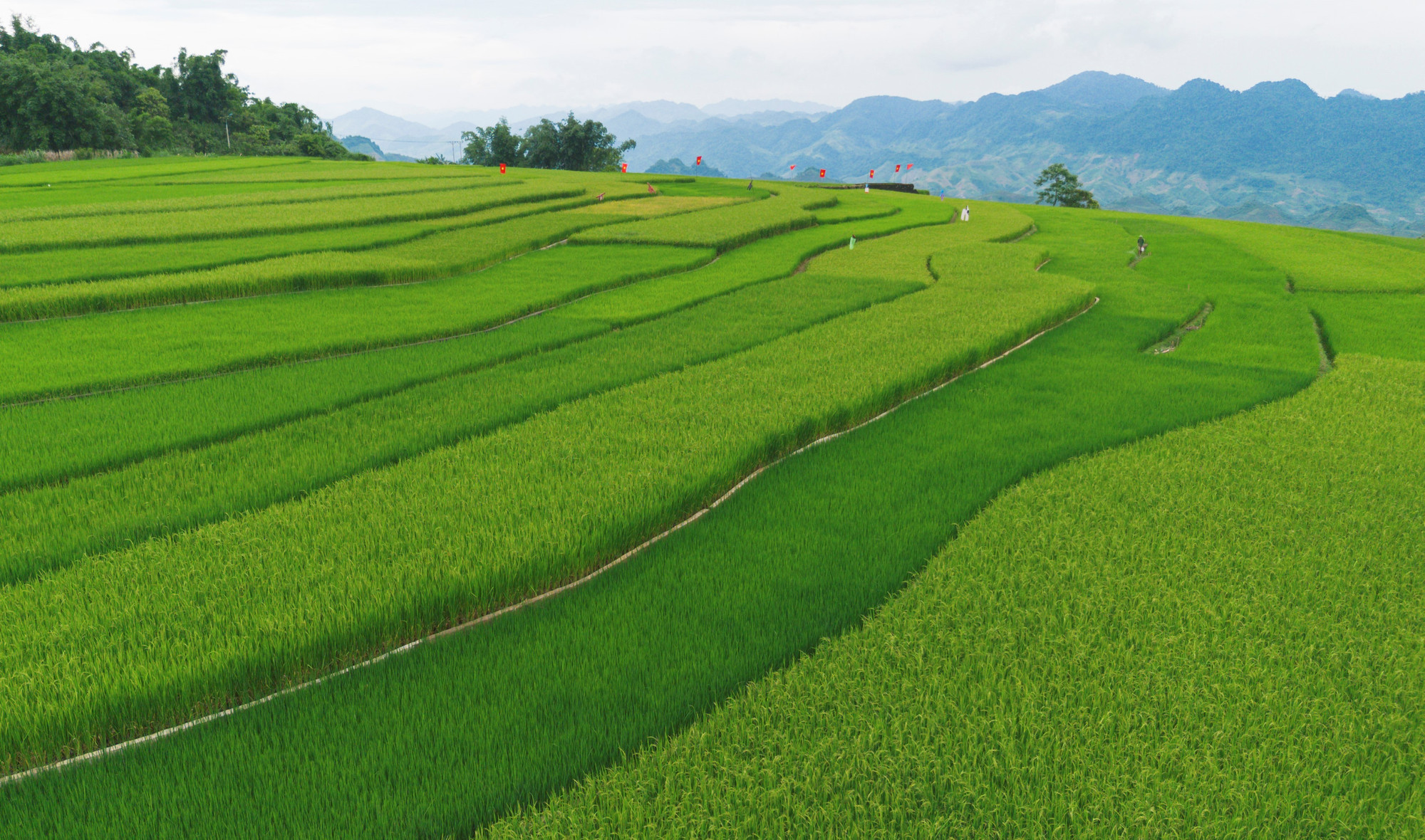 Los tonos verdes del arroz parecen alfombrar las suaves terrazas del pueblo Suoi Lin. Los tonos verdes del arroz parecen alfombrar las suaves terrazas del pueblo Suoi Lin.