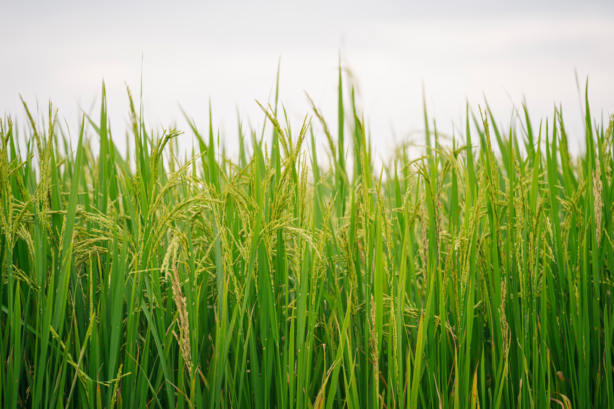 El arroz comienza a florecer y por la madrugada puede contemplarse el campo cubierto de rocío reluciente, en un ambiente fresco y puro. El arroz comienza a florecer y por la madrugada puede contemplarse el campo cubierto de rocío reluciente, en un ambiente fresco y puro.