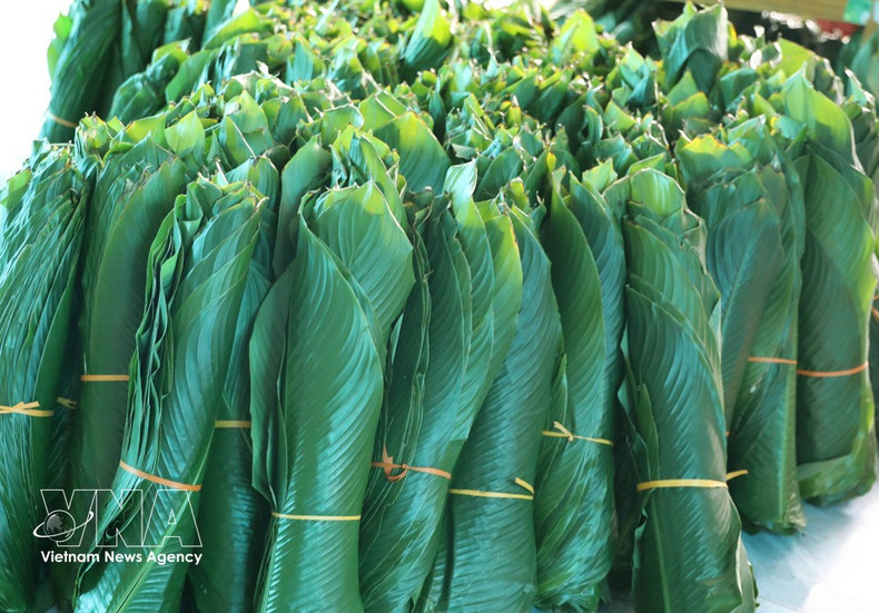 Las brillantes y verdes hojas de dong, seleccionadas con esmero, contribuyen a preservar el sabor tradicional del Banh Chung en cada primavera. (Foto: VNA)