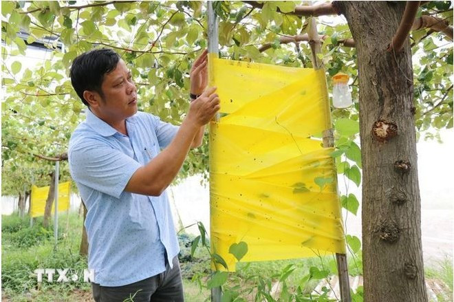 Phan Cong Kien, subdirector del Instituto de Algodón y Desarrollo Agrícola Nha Ho (en la provincia de Khanh Hoa), inspecciona un modelo de cultivo de manzanas en un invernadero equipado con un sistema de trampas biológicas para eliminar insectos. (Foto: VNA) Phan Cong Kien, subdirector del Instituto de Algodón y Desarrollo Agrícola Nha Ho (en la provincia de Khanh Hoa), inspecciona un modelo de cultivo de manzanas en un invernadero equipado con un sistema de trampas biológicas para eliminar insectos. (Foto: VNA)