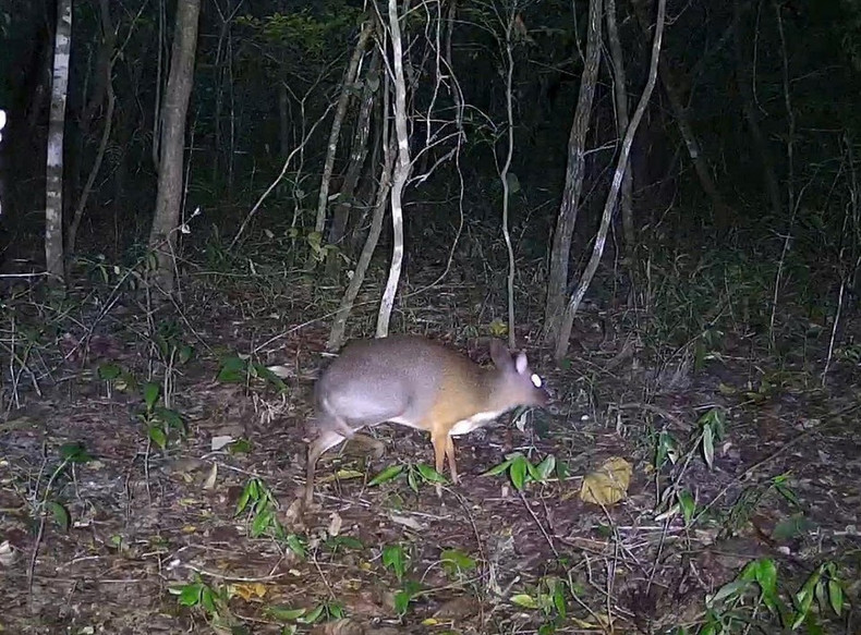 Se registró por primera vez un ciervo ratón de Vietnam (en peligro crítico de extinción) en la Reserva Natural de Ea So. (Foto: CCD/VNA) Se registró por primera vez un ciervo ratón de Vietnam (en peligro crítico de extinción) en la Reserva Natural de Ea So. (Foto: CCD/VNA)