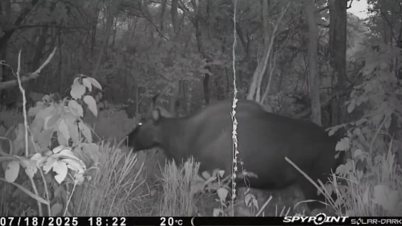 Un gaur raro capturado con cámaras trampa en la Reserva Natural de Ea So. (Foto: CCD/VNA) Un gaur raro capturado con cámaras trampa en la Reserva Natural de Ea So. (Foto: CCD/VNA)
