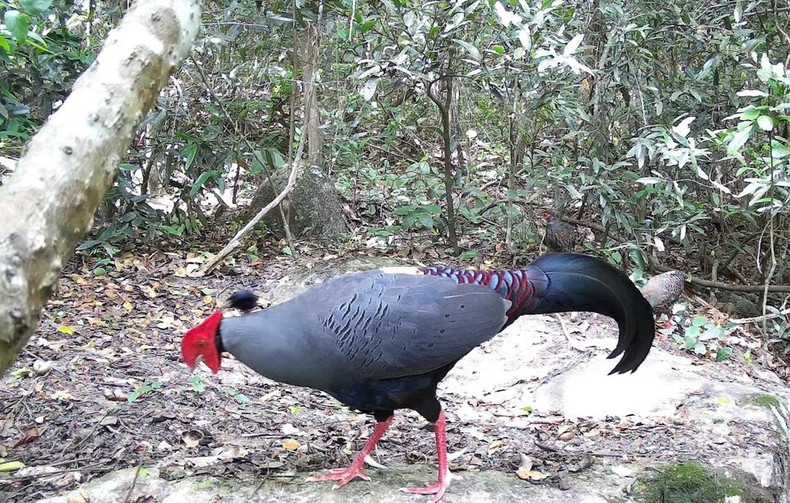 El faisán siamés (Lopura diardi), incluido en el Libro Rojo de Vietnam, se encuentra registrado en la Reserva Natural de Ea So. (Foto: CCD/VNA) El faisán siamés (Lopura diardi), incluido en el Libro Rojo de Vietnam, se encuentra registrado en la Reserva Natural de Ea So. (Foto: CCD/VNA)