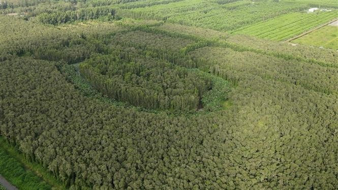 El bosque de melaleucas (Parque Nacional de U Minh Ha) alberga un ecosistema diverso. El bosque de melaleucas (Parque Nacional de U Minh Ha) alberga un ecosistema diverso.