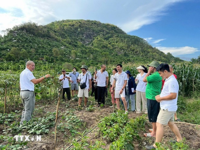 Turistas experimentan la cosecha de verduras en una granja en la comuna de Nam Ninh Hoa, Khanh Hoa. (Fuente: VNA)