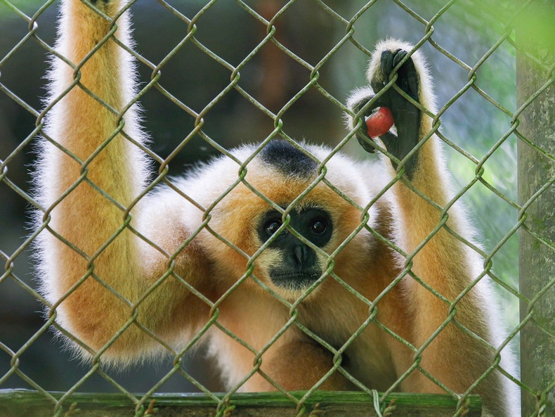 La hembra del gibón de mejillas rojas resalta por su pelaje de tonos naranja y beige, con algunas franjas negras en la cabeza. La hembra del gibón de mejillas rojas resalta por su pelaje de tonos naranja y beige, con algunas franjas negras en la cabeza.