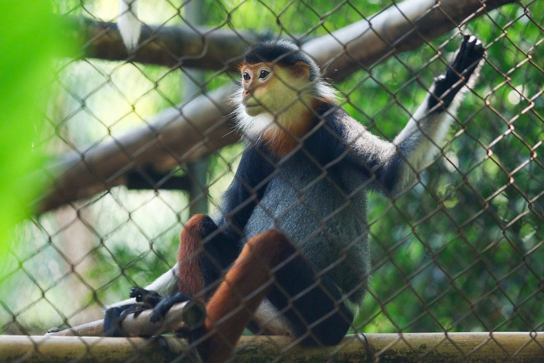Conocido como la "Reina de los Primates" por su pelaje espectacular, el langur douc de patas rojas luce una barba blanca alrededor del rostro en machos y hembras adultos, además de patas de un llamativo color marrón rojizo. Conocido como la "Reina de los Primates" por su pelaje espectacular, el langur douc de patas rojas luce una barba blanca alrededor del rostro en machos y hembras adultos, además de patas de un llamativo color marrón rojizo.
