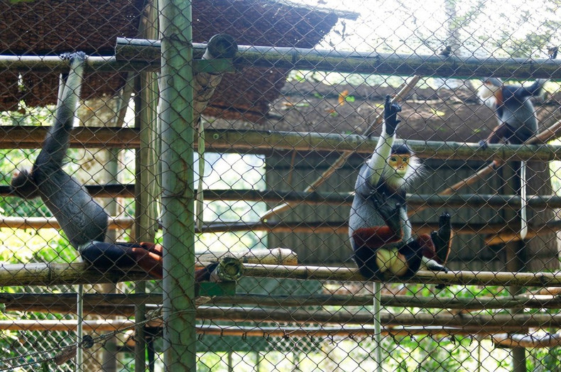 El langur douc de patas rojas (Pygathrix nemaeus), una especie clasificada como En Peligro Crítico tanto en el Libro Rojo de Vietnam como en el Mundial, cuenta con una población silvestre estimada en tan solo dos mil 500 individuos. El langur douc de patas rojas (Pygathrix nemaeus), una especie clasificada como En Peligro Crítico tanto en el Libro Rojo de Vietnam como en el Mundial, cuenta con una población silvestre estimada en tan solo dos mil 500 individuos.
