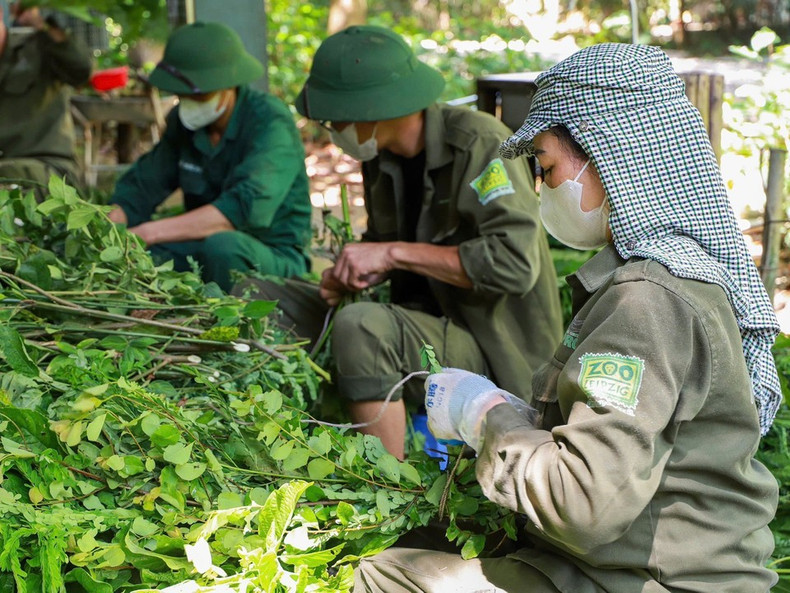 Detrás del cuidado minucioso de cada primate está el compromiso incansable de un equipo dedicado de expertos, personal y voluntarios. Detrás del cuidado minucioso de cada primate está el compromiso incansable de un equipo dedicado de expertos, personal y voluntarios.