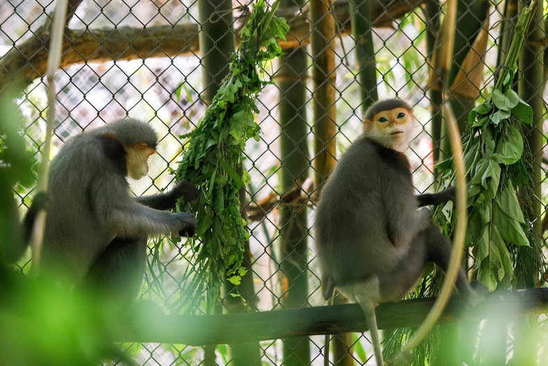 La mayoría de los primates del EPRC han sido víctimas del tráfico ilegal de animales y llegaron al centro gracias a decomisos realizados por las autoridades o mediante entregas voluntarias. La mayoría de los primates del EPRC han sido víctimas del tráfico ilegal de animales y llegaron al centro gracias a decomisos realizados por las autoridades o mediante entregas voluntarias.