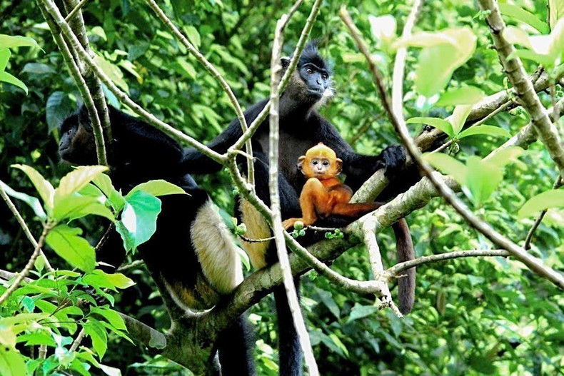 En el área semisalvaje del EPRC vive también el langur douc de rabadilla blanca (Trachypithecus delacouri), cuya población en estado salvaje apenas alcanza los 400 ejemplares. En el área semisalvaje del EPRC vive también el langur douc de rabadilla blanca (Trachypithecus delacouri), cuya población en estado salvaje apenas alcanza los 400 ejemplares.