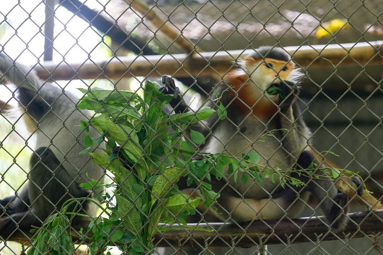 La selección de las hojas se realiza cuidadosamente para asegurar una alimentación segura y adecuada para cada especie. La selección de las hojas se realiza cuidadosamente para asegurar una alimentación segura y adecuada para cada especie.