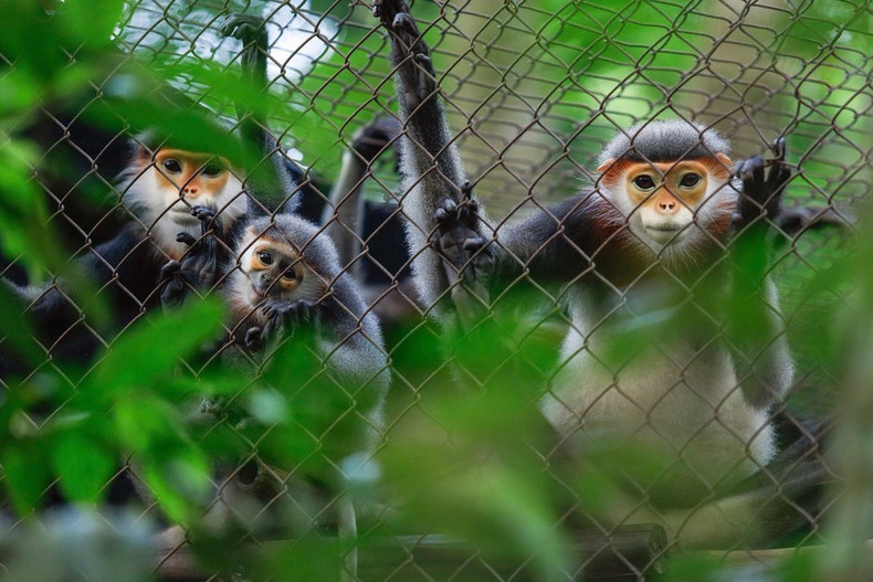 Una familia de langures douc de patas grises (Pygathrix cinerea) en el Centro. Una familia de langures douc de patas grises (Pygathrix cinerea) en el Centro.