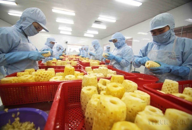 Vietnam exporta a Lituania arroz, mariscos, verduras, té, pimienta, anacardos, madera y productos derivados, caucho, etc. En la foto: Procesamiento de productos de piña enlatados en la fábrica de la Sociedad Anónima de Importación y Exportación de Productos Agrícolas An Giang. (Foto: VNA) Vietnam exporta a Lituania arroz, mariscos, verduras, té, pimienta, anacardos, madera y productos derivados, caucho, etc. En la foto: Procesamiento de productos de piña enlatados en la fábrica de la Sociedad Anónima de Importación y Exportación de Productos Agrícolas An Giang. (Foto: VNA)