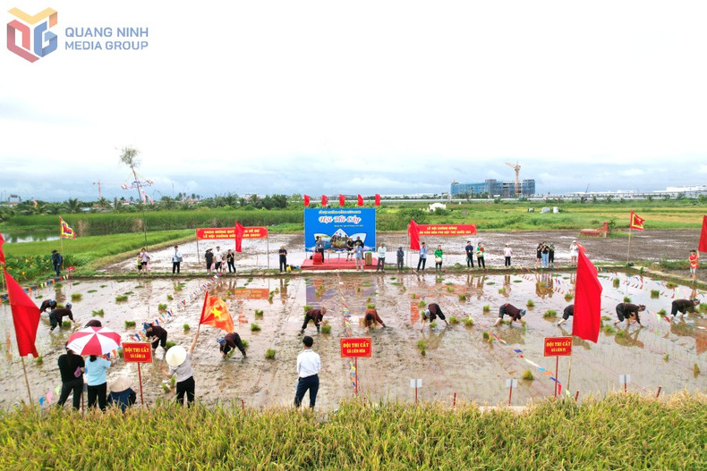 Lugareños participan en el concurso de plantación de plántulas de arroz. (Foto: baoquangninh.vn) Lugareños participan en el concurso de plantación de plántulas de arroz. (Foto: baoquangninh.vn)