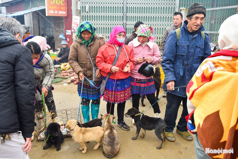 El perro Bac Ha, una valiosa raza canina autóctona, muy buscada por los compradores.