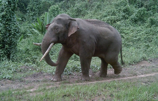 Un elefante de la provincia de Dong Nai a través de cámaras trampa de Humane World for Animals. (Foto: VNA) Un elefante de la provincia de Dong Nai a través de cámaras trampa de Humane World for Animals. (Foto: VNA)