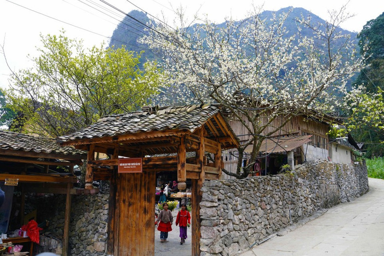 Los melocotoneros en plena floración en la aldea de Lo Lo Chai.