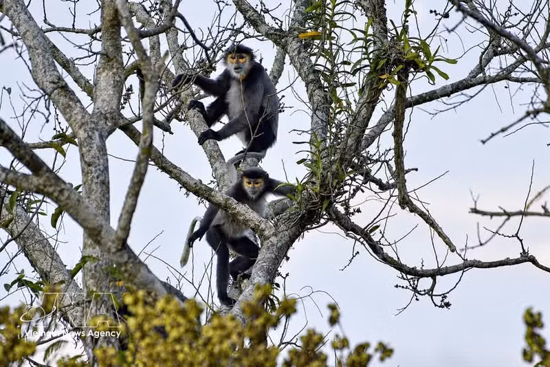 Langures de douc de patas negras en la montaña Ba Den (Fuente: VNA)