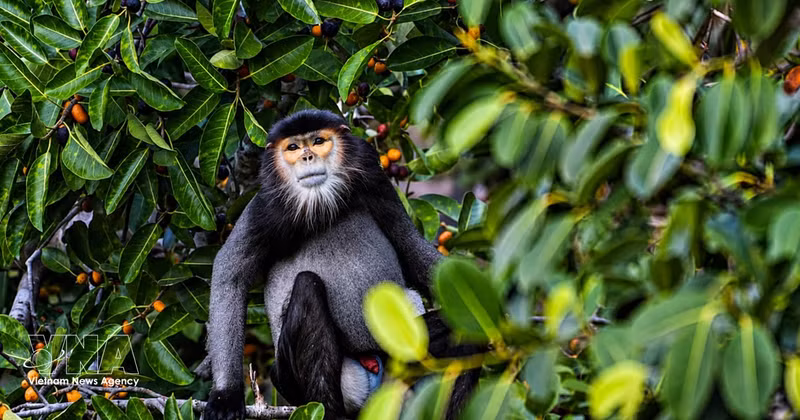 Vietnam elabora estrategia para conservar langures de douc de patas negras en montaña Ba Den