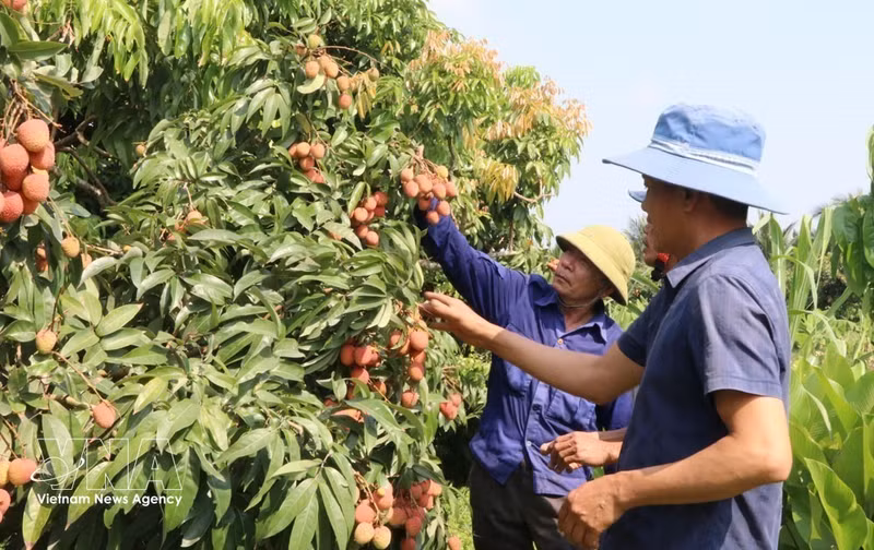 Huertos de lichi se convierten en atractivo turístico en Bac Ninh