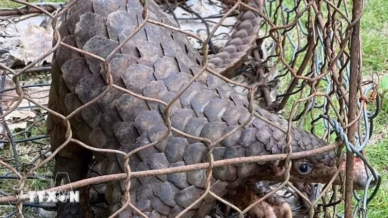 Foto de ilustración. (Fuente: VNA)