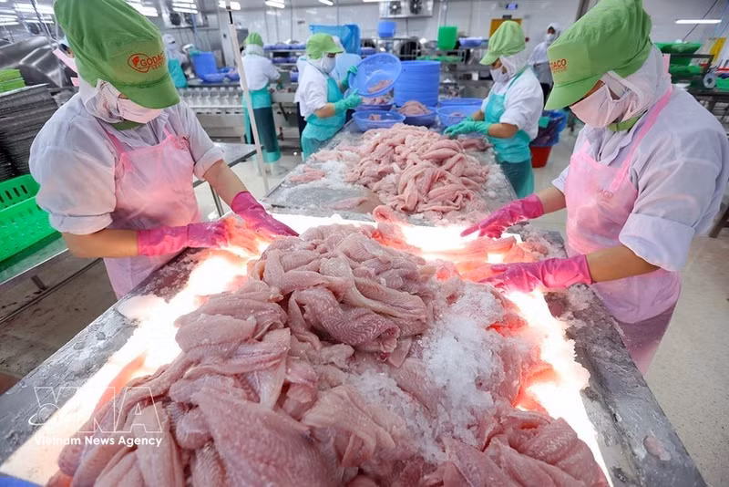 Trabajadores clasifican y congelan filetes de pangasius para exportación en la planta de procesamiento de la empresa Go Dang Tien Giang, en la provincia d Dong Thap. (Foto: VNA)